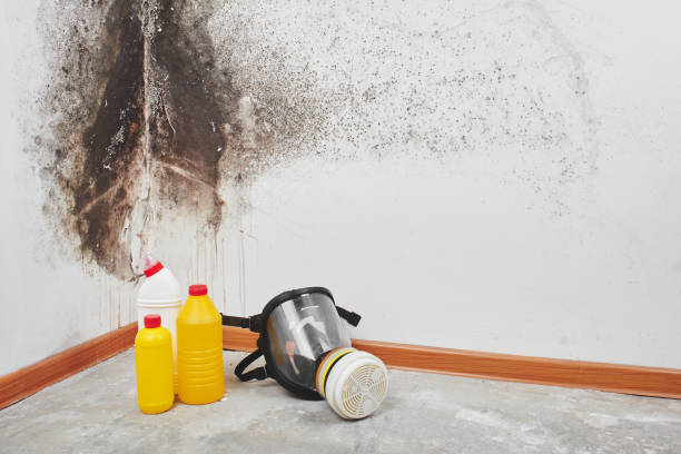 Best Mold Remediation Services  in Rockport, IN