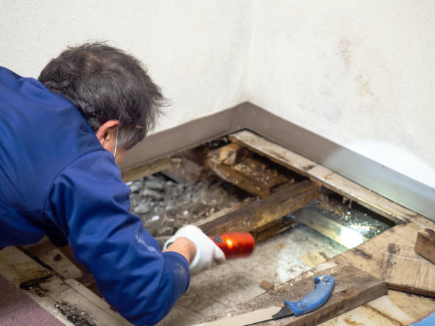 Best Toxic Mold Removal  in Rockport, IN