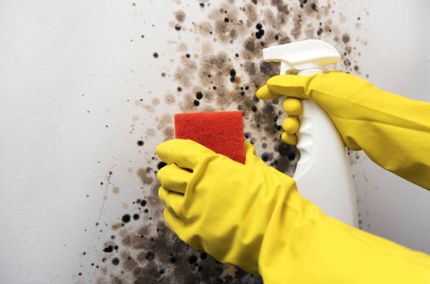 Best Office Mold Removal Services  in Rockport, IN